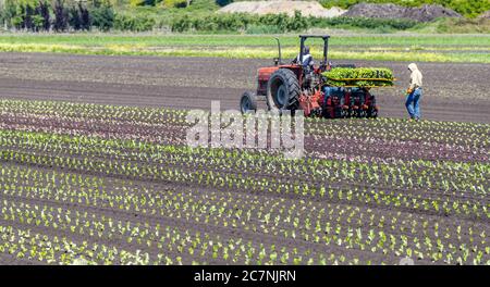 farm workers use tractor to plant crops Stock Photo - Alamy