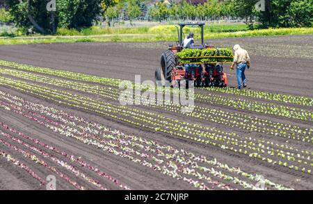 farm workers use tractor to plant crops Stock Photo - Alamy