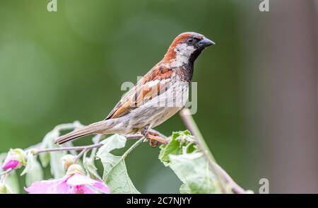 A house sparrow ' Passer domesticus ' sits on a branch looking for food.