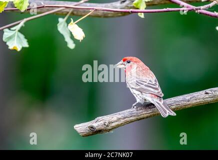 A male house finch ' Haemorhous mexicanus ' looking for females Stock Photo