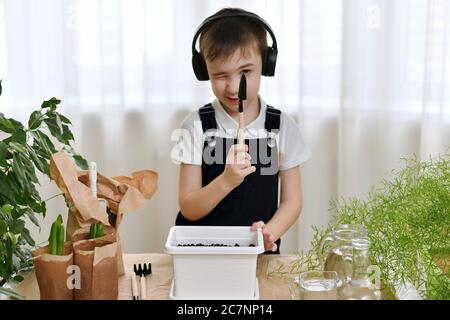 The boy is engaged in the planting of hyacinths. Squinting his eyes looking at the sharp blade of the shoulder blade. Stock Photo