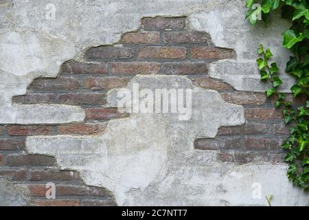 Old brick wall with green vine plants on the side Stock Photo