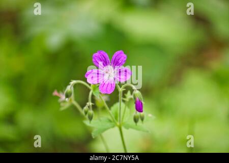 Woodland geranium (Geranium sylvaticum) on a blurred green background. Violet forest flowers. Stock Photo