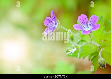 Woodland geranium (Geranium sylvaticum) on a blurred green background. Violet forest flowers. Postcard template. Stock Photo