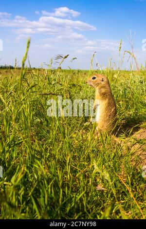 Cute animal. Ground Squirrel. Anatolian Souslik Ground Squirrel. Spermophilus xanthoprymnus. Stock Photo