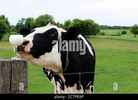 Holstein cow sniffing a glass of milk on the log  in the farm Stock Photo