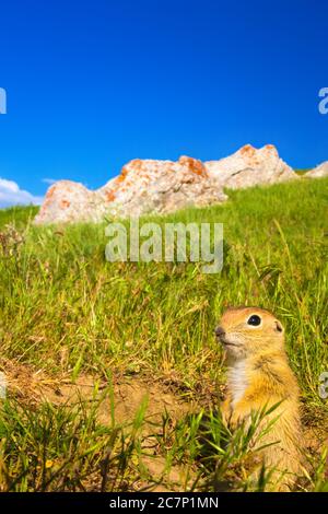 Cute animal. Ground Squirrel. Anatolian Souslik Ground Squirrel. Spermophilus xanthoprymnus. Stock Photo