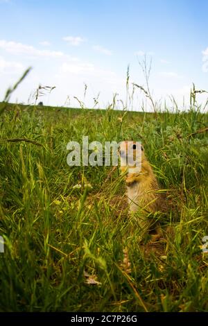 Cute animal. Ground Squirrel. Anatolian Souslik Ground Squirrel. Spermophilus xanthoprymnus. Stock Photo