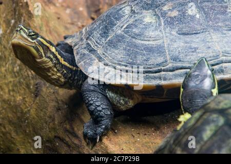 Annam Leaf Turtle (Mauremys annamensis). Critically Endangered Species ...