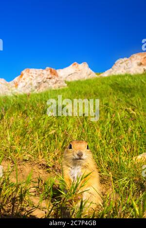 Cute animal. Ground Squirrel. Anatolian Souslik Ground Squirrel. Spermophilus xanthoprymnus. Stock Photo