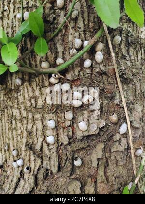 some bug eggs on the tree trunk in the garden in spring Stock Photo