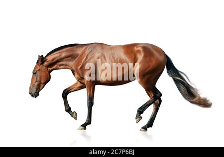 Young andalusian mare isolated over a white bakground Stock Photo