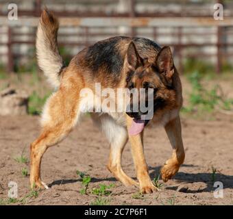 Beautiful german shepherd dog in paddock Stock Photo