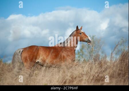 Palomino horse in the field grazing on freedom Stock Photo