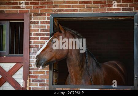 Shire horse looks out from the stable box close up Stock Photo