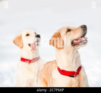 Two cute retriever pups in winter look at owner Stock Photo