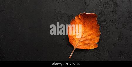 Single dry fallen brown autumn rowan leaf on a black background. Banner. Minimalist all concept. Top view, flat lay. Copy space Stock Photo