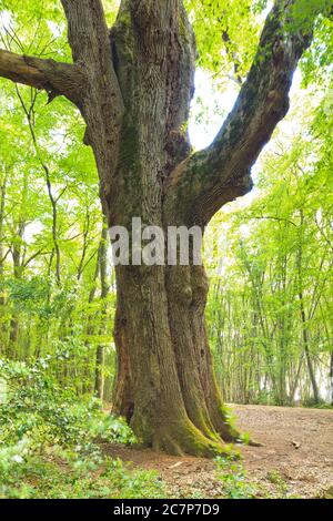 File:Forêt domaniale de Desvres Chêne historique dit Chêne à 8 bras.jpg -  Wikimedia Commons