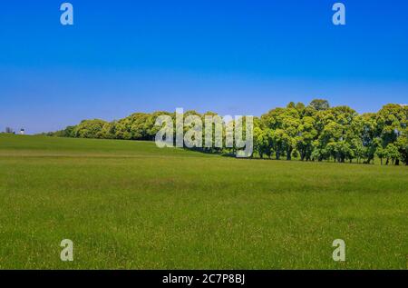 Kurfürstenallee, lime tree avenue, Marktoberdorf, Allgäu, Swabia, Bavaria, Germany, Europe Stock Photo