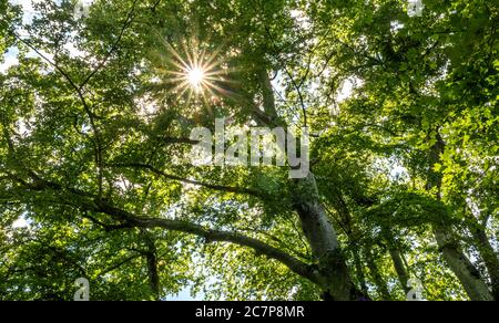 The sun shines through a large European beech (Fagus sylvatica) in the forest, Bernried, Bavaria, Germany, Europe Stock Photo