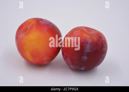 Two ripe fruits of a large dessert cherry plum, an early variety growing in Ukraine. Waste sweet, healthy fruits for your health and life. Stock Photo