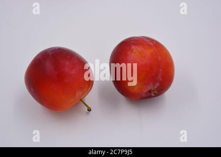 Two ripe fruits of a large dessert cherry plum, an early variety growing in Ukraine. Waste sweet, healthy fruits for your health and life. Stock Photo