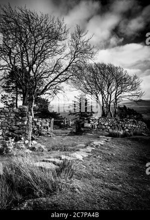 Drystone wall and Trees on Dartmoor Stock Photo