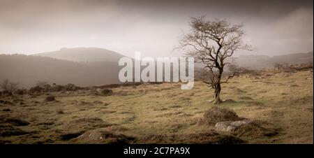 A Lone Hawthorn Tree on the slopes of Down Tor on Dartmoor Stock Photo