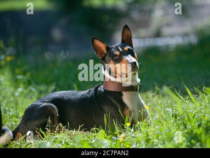 Cute tricolor basenji laying in a grass Stock Photo