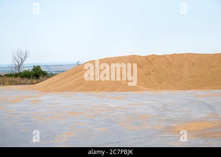 large pile of barley Stock Photo