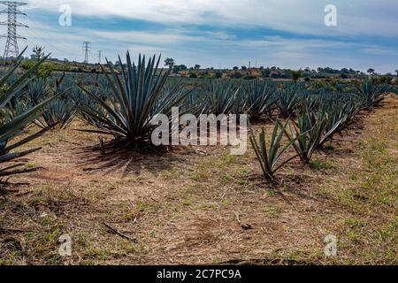 Blue agave plantation on a farm field with huge electricity pylons in the background, sunny day with a blue sky with white clouds in Amatitán, Jalisco Stock Photo