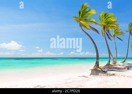Coconut Palm trees on white sandy beach in Cup Cana, Dominican Republic. Vacation holidays background wallpaper. View of nice tropical beach. Stock Photo