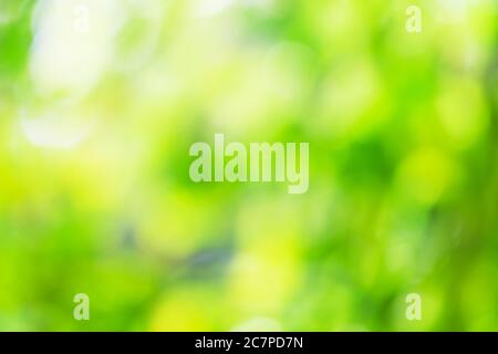 Spring green abstract background with bokeh light Stock Photo