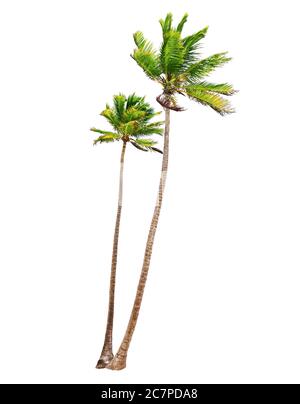 Coconut palm trees isolated on a white background Stock Photo