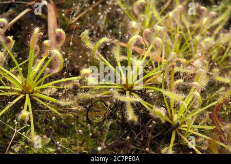 Sydney Australia, sundew plant with sticky mucilage to catch insects Stock Photo