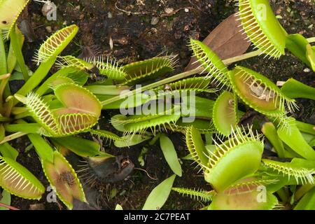 ydney Australia, Venus flytrap plants in garden bed Stock Photo