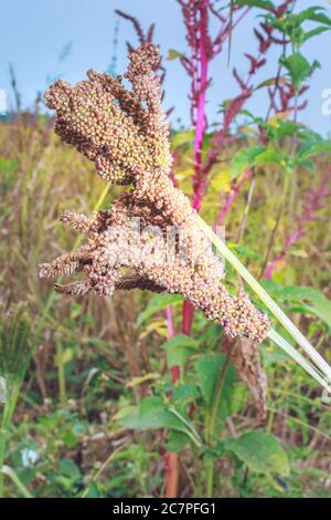 Finger millet (Eleusine coracana) plant growing in open field, Uganda, Africa Stock Photo