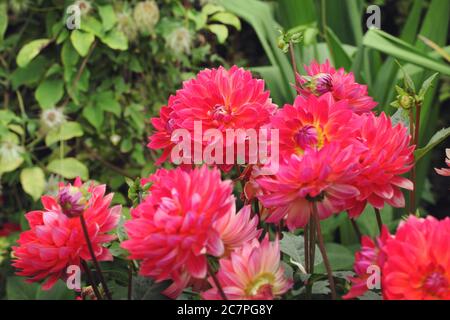 Pink 'Kilburn Rose' decorative dahlia flowers in bloom during late summer Stock Photo