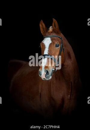 Beautiful chestnut horse in bridle portrait on black. Chestnut purebred horse headshot over a black background. Horse on a black background Stock Photo