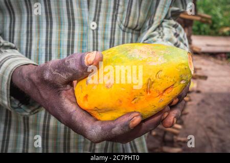 Papaya (Carica papaya) fruit in the hands of an African man, Uganda, Africa Stock Photo