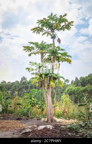 Papaya (Carica papaya) Tree growin, Uganda, Africa Stock Photo
