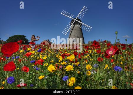 Kadie Lane, 11, takes photographs of colourful wildflowers next to Whitburn Windmill near Sunderland. Stock Photo