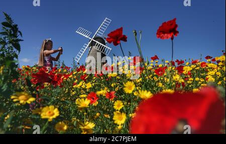 Kadie Lane, 11, takes photographs of colourful wildflowers next to Whitburn Windmill near Sunderland. Stock Photo