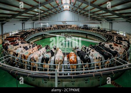 Milking cows by automatic industrial milking rotary system in modern diary farm Stock Photo