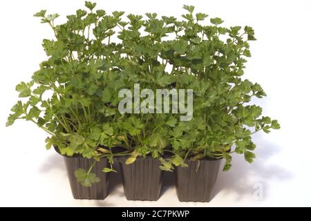 Closeup shot of parsley seedlings in plastic pots isolated on a white background Stock Photo