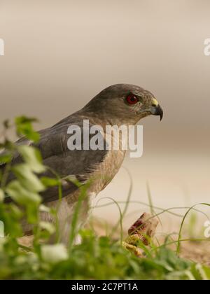 Shikra (Accipiter badius) with live prey (garden lizard) at Ahmedabad, Gujarat, India Stock Photo