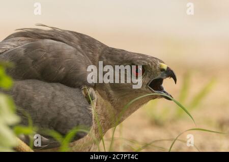 Shikra (Accipiter badius) at Ahmedabad, Gujarat, India Stock Photo