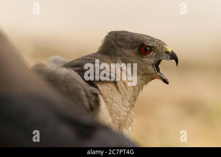 Shikra (Accipiter badius) at Ahmedabad, Gujarat, India Stock Photo