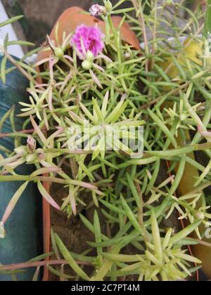 Portulaca grandiflora or moss rose flowers beginning to bloom – Delhi,India. Stock Photo
