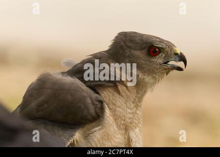 Shikra (Accipiter badius) at Ahmedabad, Gujarat, India Stock Photo